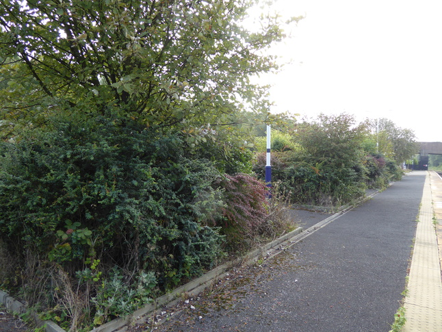 Rose Grove platform 1
shrubbery