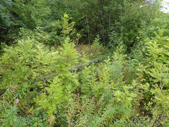 Fairfield disused platform edge