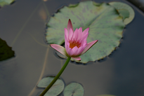 A lily in the Chinese Gardens