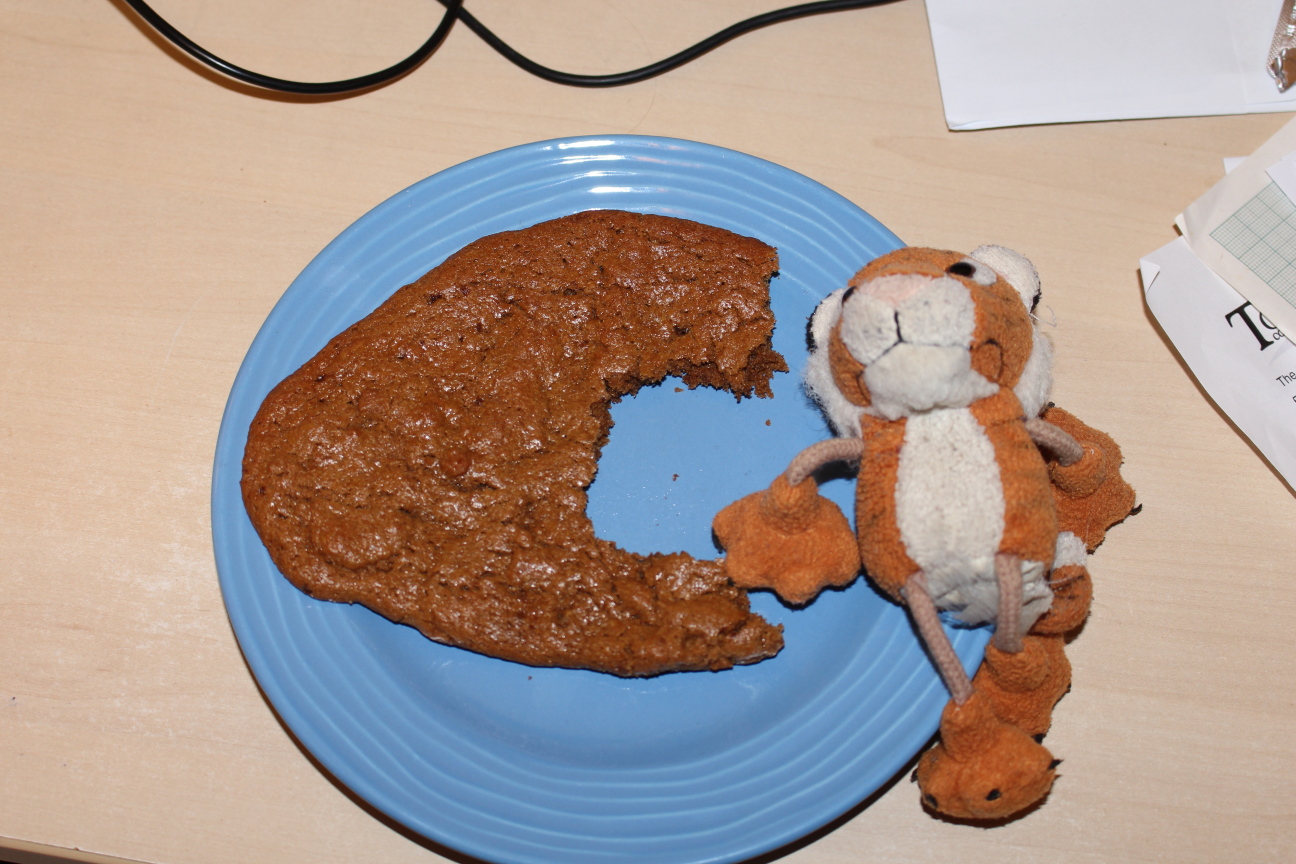 Pico Tiger, exhausted but happy, with a very full stomach, next to the remaining half of his cookie