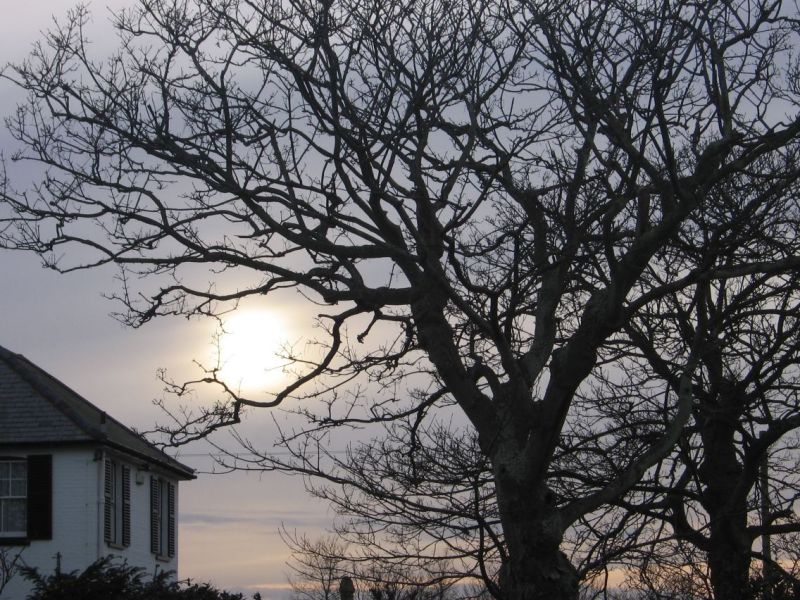 sun_tree