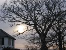 sun_tree