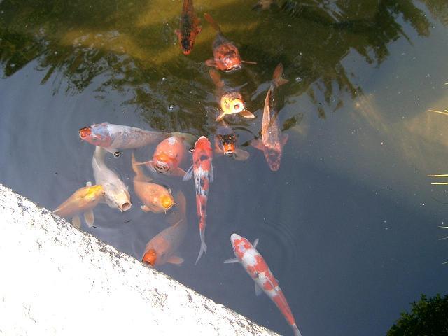 Tame Koi