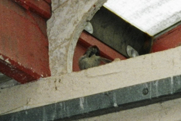 A bird in the eaves