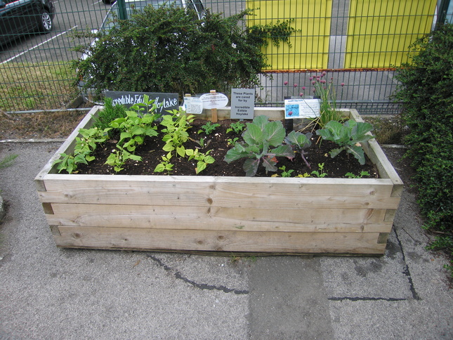 Meols plants