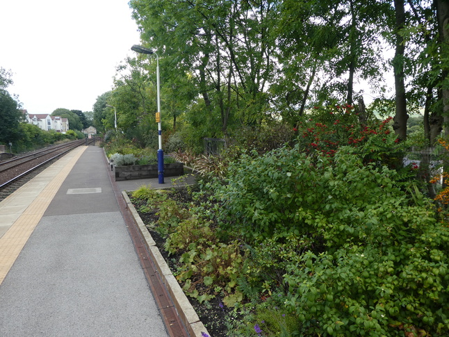 Whaley Bridge platform 1 planting