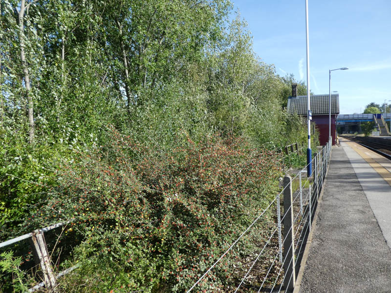 Looking back aong platform 1, with what might be a disused platform edge in the undergrowth