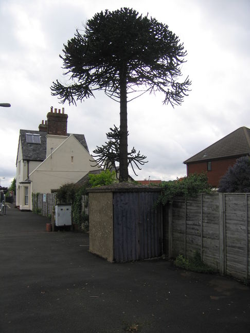 Whimple monkey puzzle tree