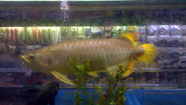 Fish