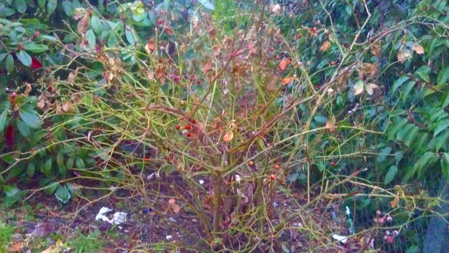 Rosebush