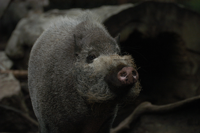 Bearded Pig