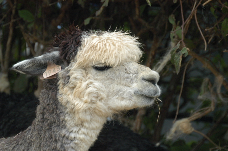Alpaca