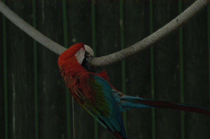 Green-winged macaw