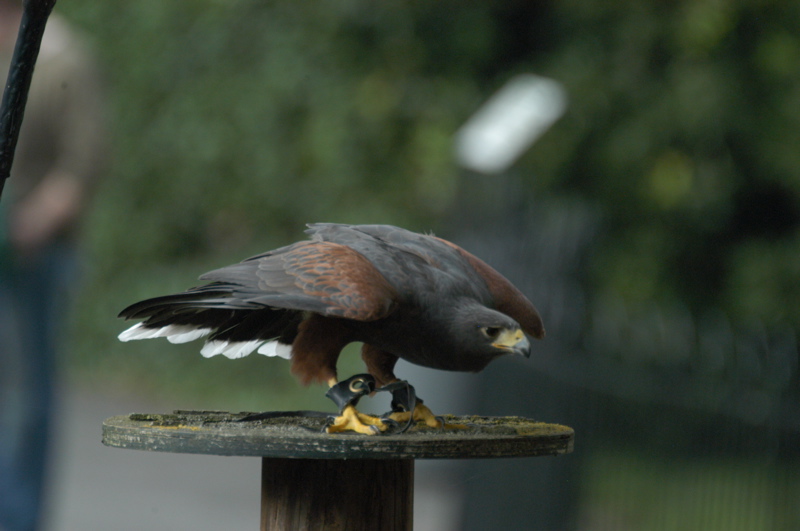 Harris hawk