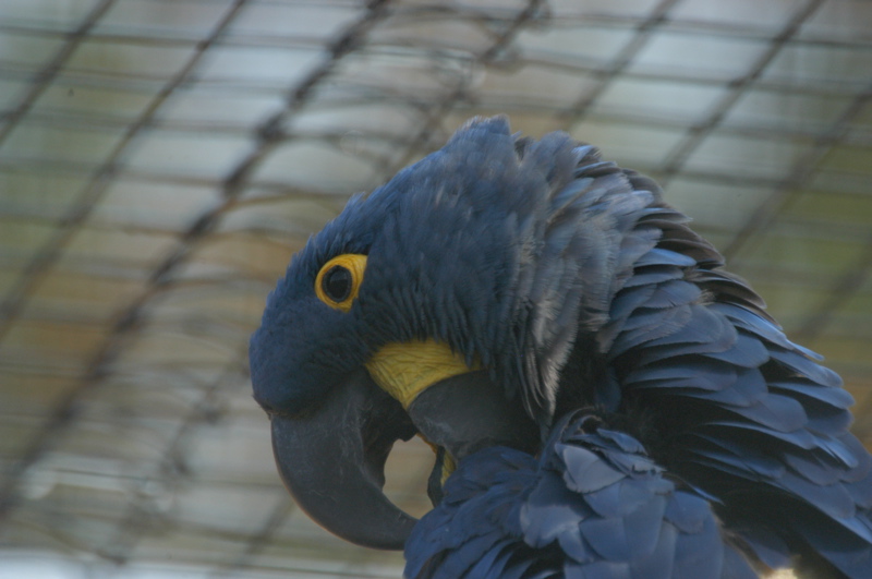 Hyacinth macaw