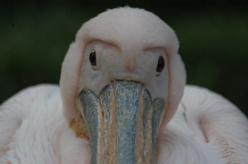 Pelican