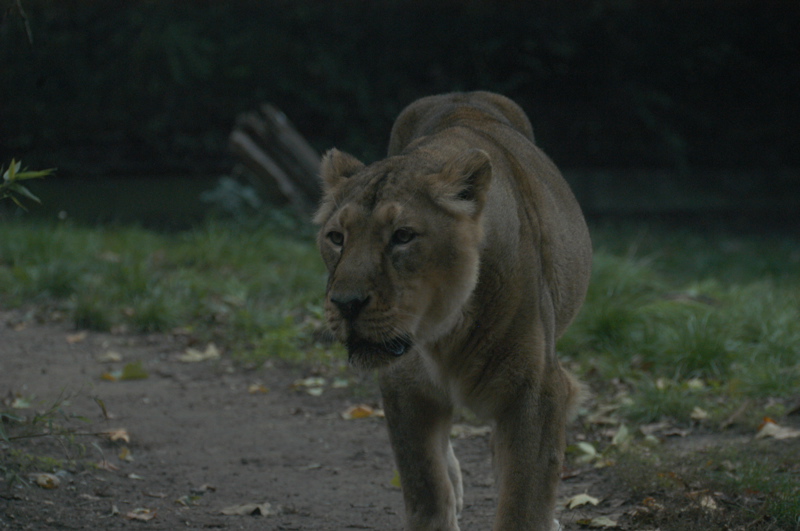 Asian lioness