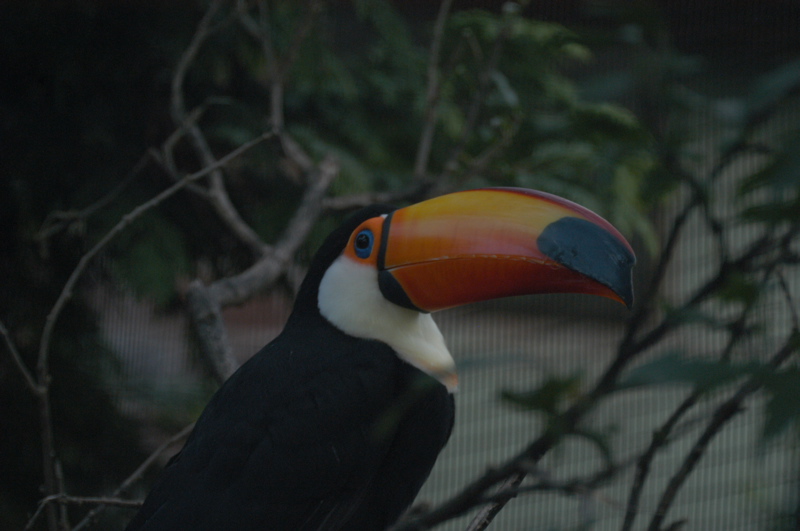 Toucan