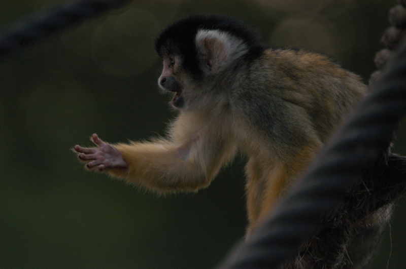 Squirrel monkey