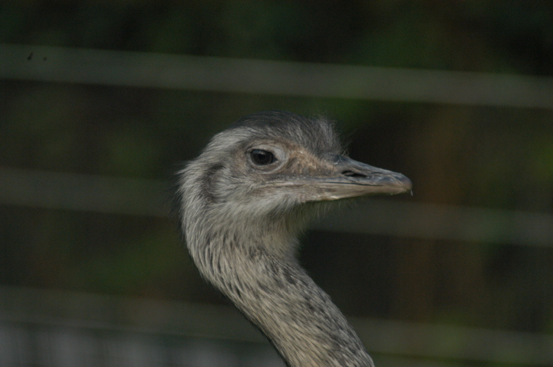 Rhea