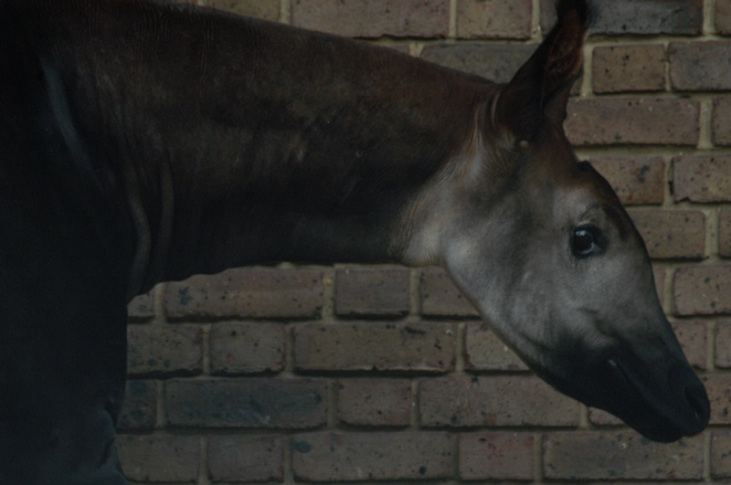 Okapi