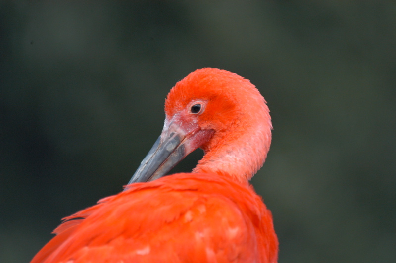 Scarlet Ibis