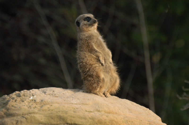 Meerkat
