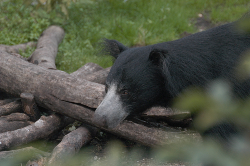Sloth Bear