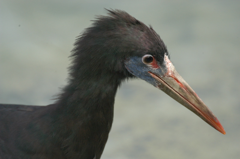 Abdim's stork