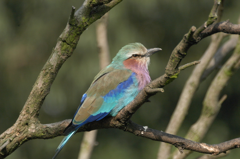 Lilac-breasted roller