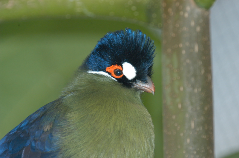 Please identify this bird