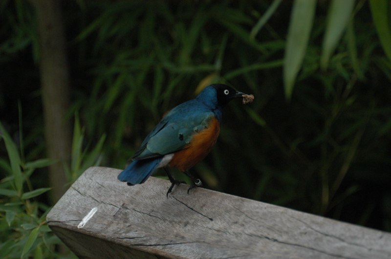 African starling of some kind
