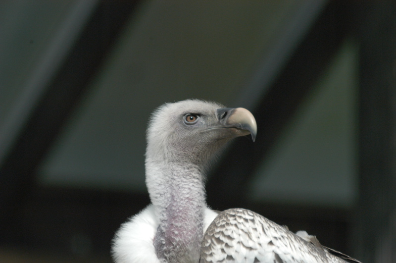 Griffon Vulture