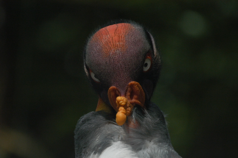 King Vulture
