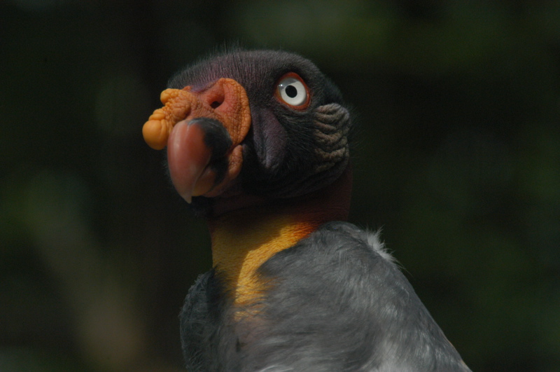 More regal King Vulture