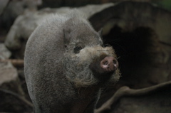 Bearded Pig