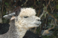 Alpaca