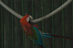 Green-winged macaw