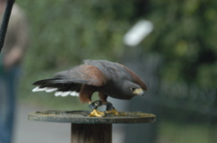 Harris hawk