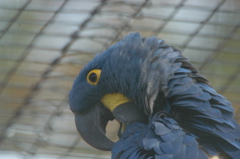 Hyacinth macaw