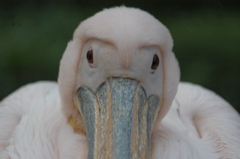 Pelican