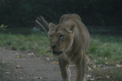 Asian lioness