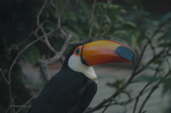 Toucan
