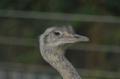 Rhea
