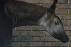 Okapi