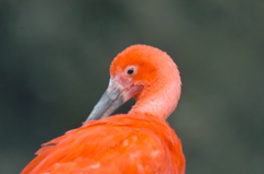 Scarlet Ibis