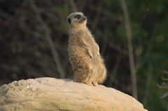 Meerkat