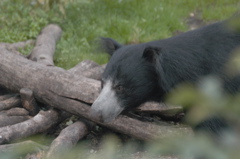 Sloth Bear