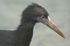 Abdim's stork
