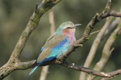 Lilac-breasted roller